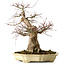 Acer palmatum, 41 cm, ± 30 años, en una maceta japonesa hecha a mano por Yamafusa, con un nebari de 18 cm.