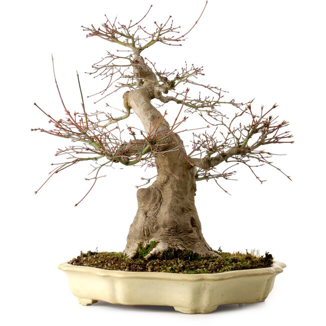 Acer palmatum, 41 cm, ± 30 jaar oud, in een handgemaakte Japanse pot van Yamafusa, met een nebari van 18 cm.