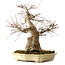 Acer palmatum, 41 cm, ± 30 jaar oud, in een handgemaakte Japanse pot van Yamafusa, met een nebari van 18 cm.