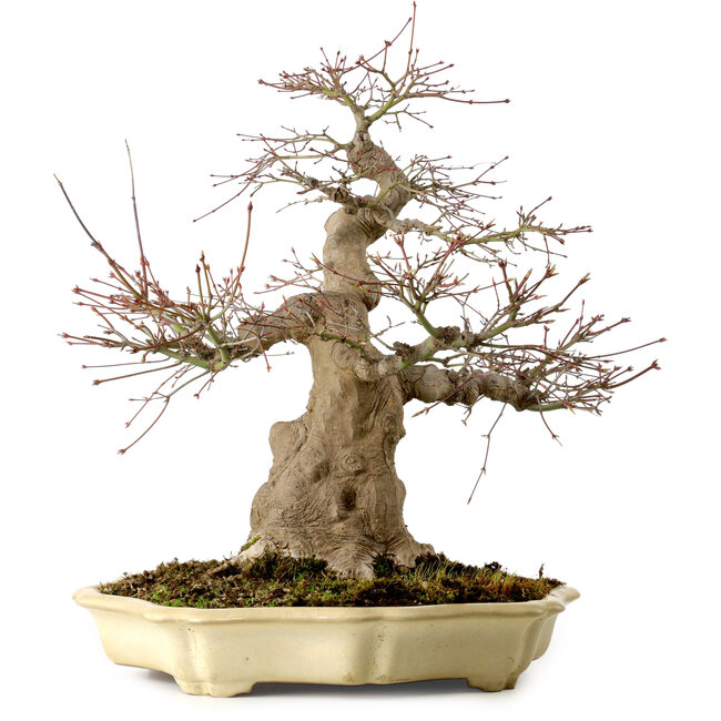 Acer palmatum, 41 cm, ± 30 anni, in vaso giapponese fatto a mano da Yamafusa, con nebari di 18 cm