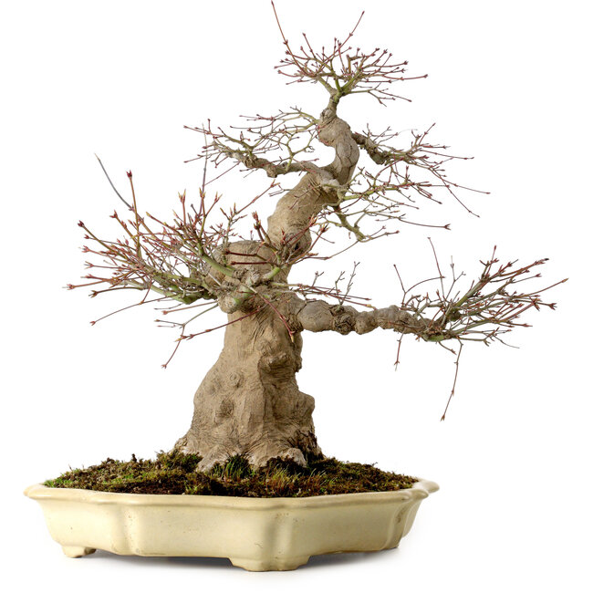 Acer palmatum, 41 cm, ± 30 jaar oud, in een handgemaakte Japanse pot van Yamafusa, met een nebari van 18 cm.
