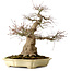 Acer palmatum, 41 cm, ± 30 jaar oud, in een handgemaakte Japanse pot van Yamafusa, met een nebari van 18 cm.