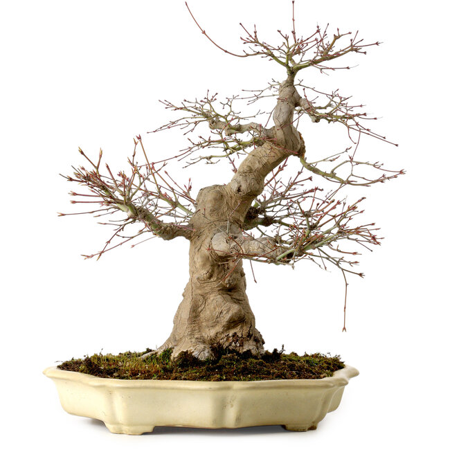 Acer palmatum, 41 cm, ± 30 jaar oud, in een handgemaakte Japanse pot van Yamafusa, met een nebari van 18 cm.