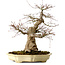 Acer palmatum, 41 cm, ± 30 jaar oud, in een handgemaakte Japanse pot van Yamafusa, met een nebari van 18 cm.