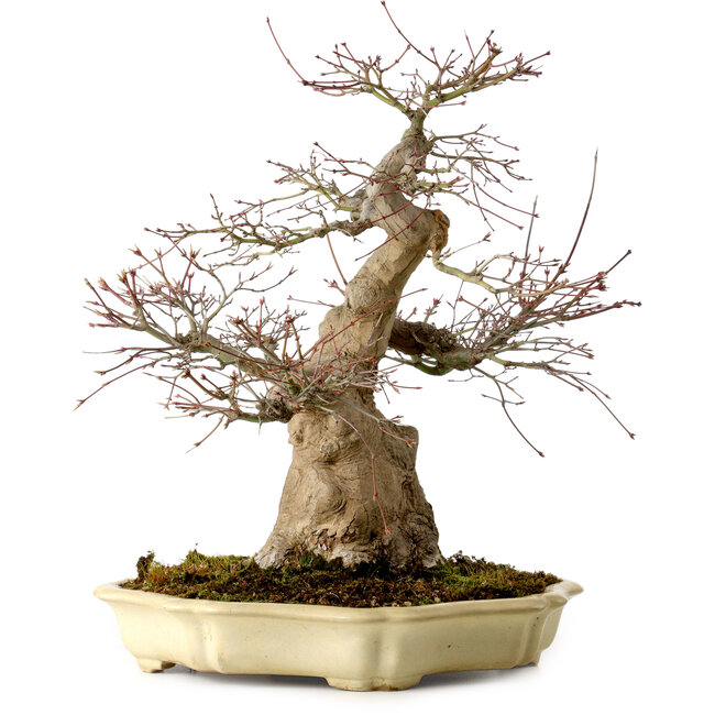 Acer palmatum, 41 cm, ± 30 años, en una maceta japonesa hecha a mano por Yamafusa, con un nebari de 18 cm.