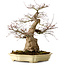 Acer palmatum, 41 cm, ca. 30 Jahre alt, in einem handgefertigten japanischen Topf von Yamafusa, mit einem Nebari von 18 cm