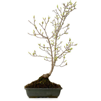 Acer buergerianum Miyasama, 49 cm, ± 15 años