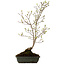 Acer buergerianum Miyasama, 49 cm, ± 15 Jahre alt, mit einem Wurzelhals von 7 cm