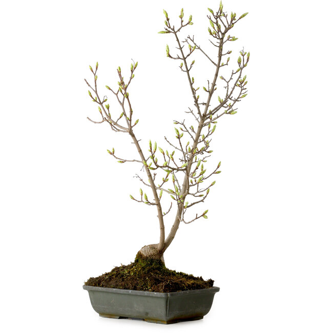 Acer buergerianum Miyasama, 49 cm, ± 15 años, con un nebari de 7 cm