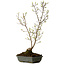 Acer buergerianum Miyasama, 49 cm, ± 15 jaar oud, met een nebari van 7 cm