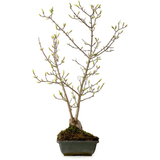 Acer buergerianum Miyasama, 49 cm, ± 15 ans, avec un nebari de 7 cm