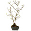 Acer buergerianum Miyasama, 49 cm, ± 15 jaar oud, met een nebari van 7 cm