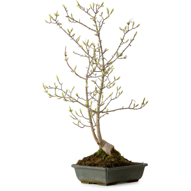 Acer buergerianum Miyasama, 49 cm, ± 15 anni, con nebari di 7 cm