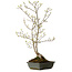 Acer buergerianum Miyasama, 49 cm, ± 15 Jahre alt, mit einem Wurzelhals von 7 cm