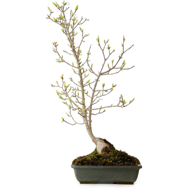 Acer buergerianum Miyasama, 49 cm, ± 15 years old, with a nebari of 7 cm