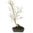 Acer buergerianum Miyasama, 49 cm, ± 15 jaar oud, met een nebari van 7 cm