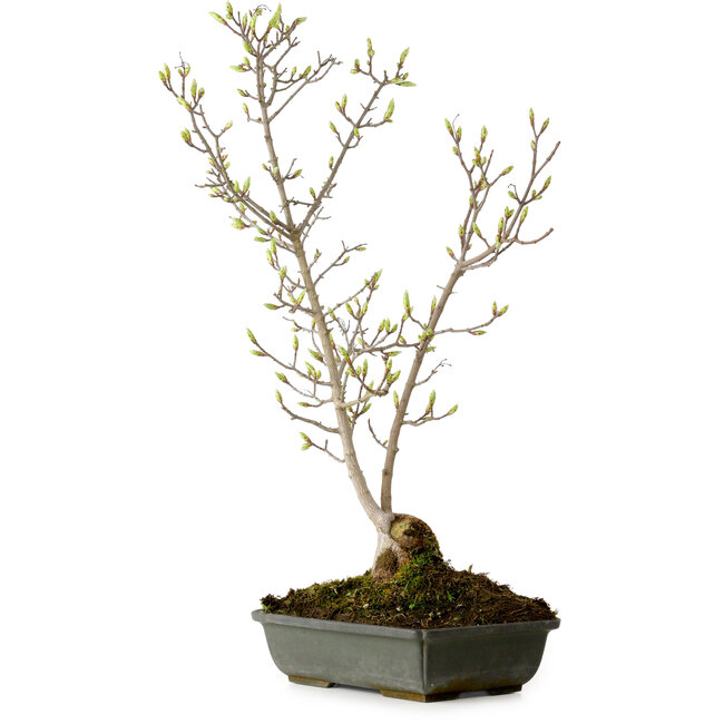 Acer buergerianum Miyasama, 49 cm, ± 15 anni, con nebari di 7 cm