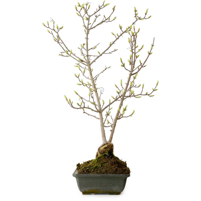 Acer buergerianum Miyasama, 49 cm, ± 15 jaar oud, met een nebari van 7 cm
