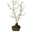 Acer buergerianum Miyasama, 49 cm, ± 15 jaar oud, met een nebari van 7 cm
