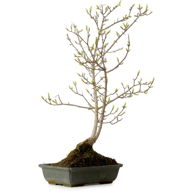 Acer buergerianum Miyasama, 49 cm, ± 15 years old, with a nebari of 7 cm