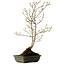 Acer buergerianum Miyasama, 49 cm, ± 15 jaar oud, met een nebari van 7 cm
