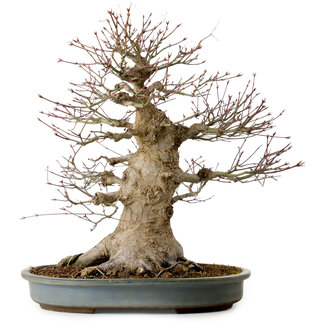 Acero palmato, 45 cm, circa 40 anni