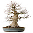 Acer palmatum, 45 cm, ± 40 ans, avec un nebari de 27 cm