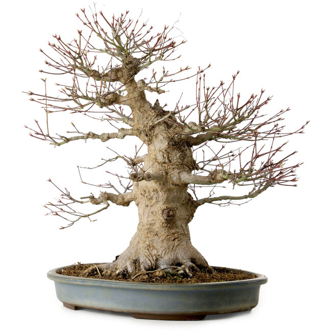 Acer palmatum, 45 cm, ± 40 anni, con nebari di 27 cm