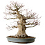 Acer palmatum, 45 cm, ± 40 anni, con nebari di 27 cm