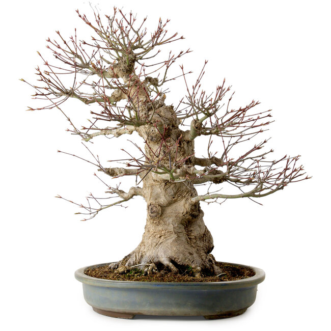 Acer palmatum, 45 cm, ± 40 ans, avec un nebari de 27 cm