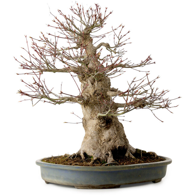Acer palmatum, 45 cm, ± 40 ans, avec un nebari de 27 cm