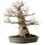 Acer palmatum, 45 cm, ± 40 jaar oud, met een nebari van 27 cm