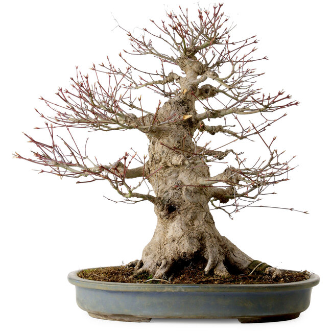 Acer palmatum, 45 cm, ± 40 anni, con nebari di 27 cm