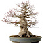Acer palmatum, 45 cm, ± 40 ans, avec un nebari de 27 cm