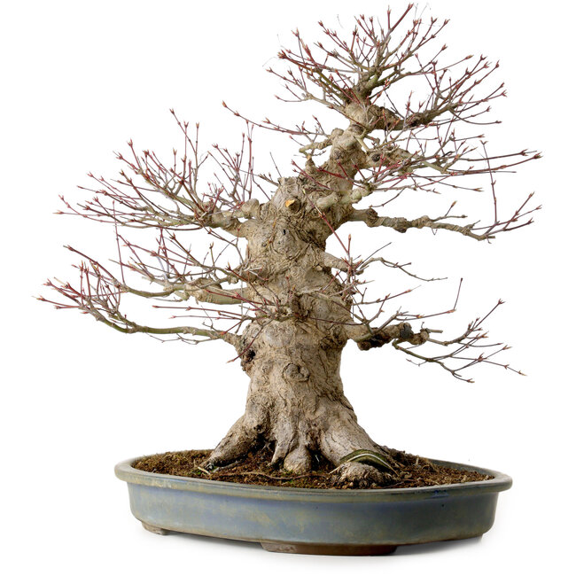 Acer palmatum, 45 cm, ± 40 jaar oud, met een nebari van 27 cm