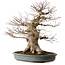 Acer palmatum, 45 cm, ± 40 years old, with a nebari of 27 cm