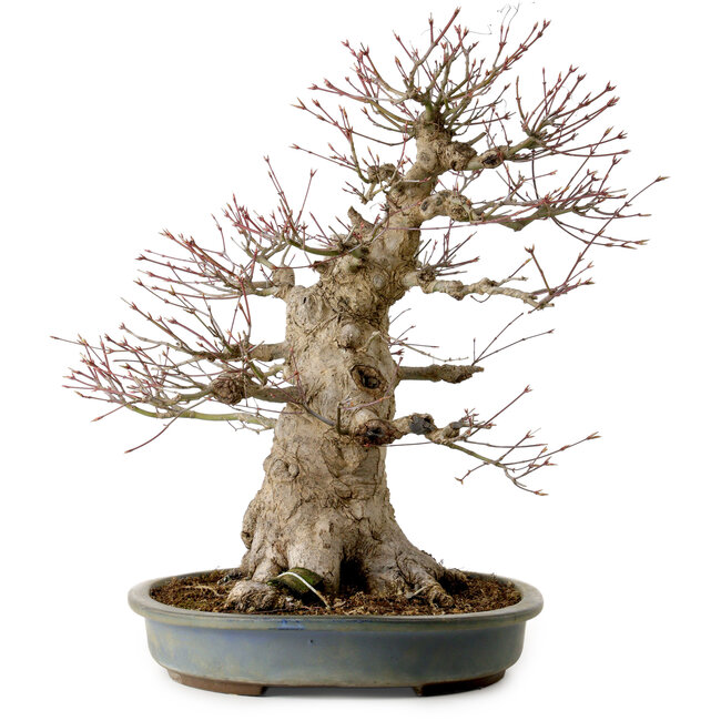 Acer palmatum, 45 cm, ± 40 ans, avec un nebari de 27 cm