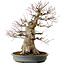 Acer palmatum, 45 cm, ± 40 años, con un nebari de 27 cm