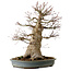 Acer palmatum, 45 cm, ± 40 anni, con nebari di 27 cm