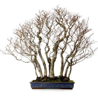 Fagus crenata, 65 cm, ± 25 ans