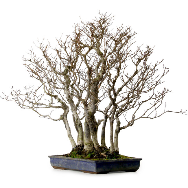 Fagus crenata, 65 cm, ± 25 anni