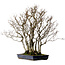 Fagus crenata, 65 cm, ± 25 anni