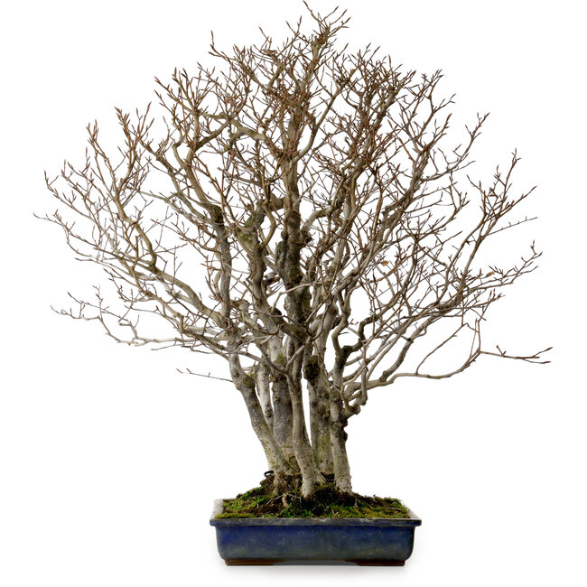 Fagus crenata, 65 cm, ± 25 anni