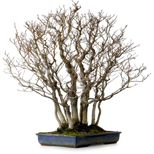 Fagus crenata, 65 cm, ± 25 años