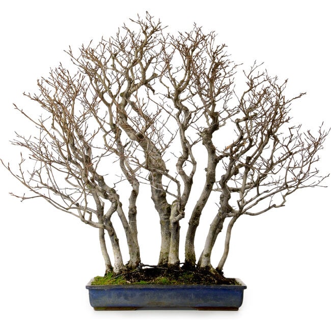 Fagus crenata, 65 cm, ± 25 anni