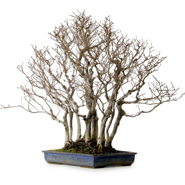 Fagus crenata, 65 cm, ± 25 años