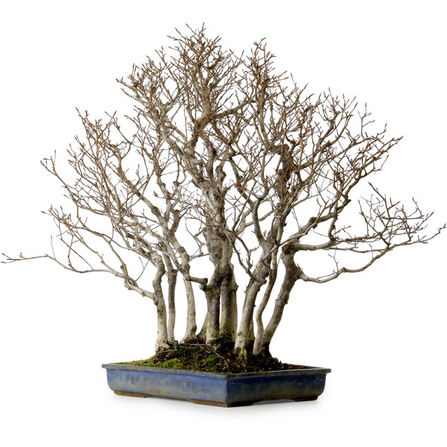 Fagus crenata, 65 cm, ± 25 ans