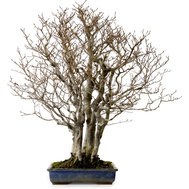 Fagus crenata, 65 cm, ± 25 ans