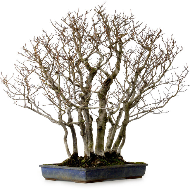 Fagus crenata, 65 cm, ± 25 ans