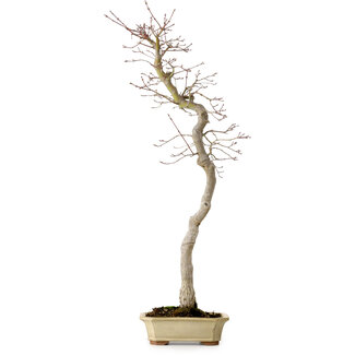 Acer palmatum, 56 cm, ± 15 Jahre alt